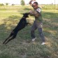 thor en accion, un perro de trabajo deportivo